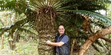ENCEPHALARTOS TRANSVENOSUS LARGE SOUTH AFRICAN CYCAD SPECIES