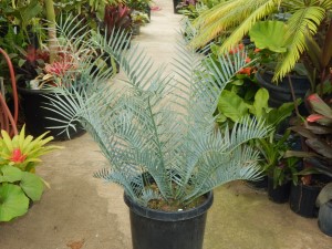 ENCEPHALARTOS TRISPINOSUS BLUE SOUTH AFRICAN CYCAD