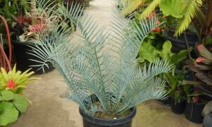 ENCEPHALARTOS TRISPINOSUS BLUE SOUTH AFRICAN CYCAD