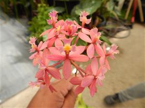 EPIDENDRON ORCHIDS ASSORTED BLOSSOM COLORS