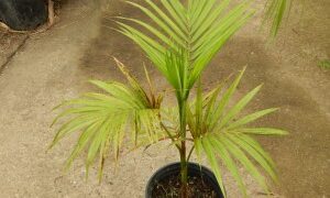 EUTERPE EDULIS THIN, SINGLE TRUNK PINNATE PALM EXOTIC AND TROPICAL APPEARING
