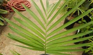 GAUSSIA GOMEZ-POMPAE BIGGER AND TALLER THAN GAUSSIA MAYA