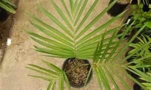 GAUSSIA GOMEZ-POMPAE BIGGER AND TALLER THAN GAUSSIA MAYA