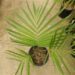 GAUSSIA GOMEZ-POMPAE BIGGER AND TALLER THAN GAUSSIA MAYA