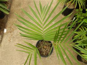 GAUSSIA GOMEZ-POMPAE BIGGER AND TALLER THAN GAUSSIA MAYA
