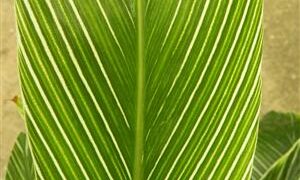 PINSTRIPE GINGER DWARF GINGER WITH WHITE ON GREEN STRIPED LEAVES