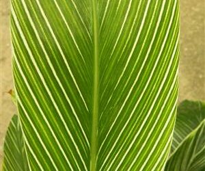 PINSTRIPE GINGER DWARF GINGER WITH WHITE ON GREEN STRIPED LEAVES