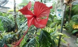 TWO VARIEGATED HIBISCUS ONE WITH RED FLOWERS, ONE WITH YELLOW