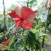 TWO VARIEGATED HIBISCUS ONE WITH RED FLOWERS, ONE WITH YELLOW