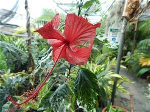 TWO VARIEGATED HIBISCUS ONE WITH RED FLOWERS, ONE WITH YELLOW