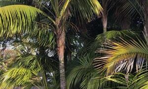 SPECIMEN SIZE KENTIA PALM SHOWEA FORSTERIANA