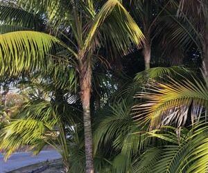 SPECIMEN SIZE KENTIA PALM SHOWEA FORSTERIANA