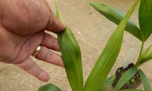 HOWEA FORSTERIANA THE KENTIA PALM