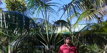 HOWEA FORSTERIANA THE KENTIA PALM