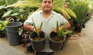 JUBAEA CHILENSIS THE CHILEAN WINE PALM