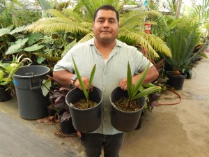 JUBAEA CHILENSIS THE CHILEAN WINE PALM