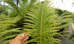 LEPIDOZAMIA HOPEI LEPIDOZAMIA SPECIES WITH WIDER LEAFLETS