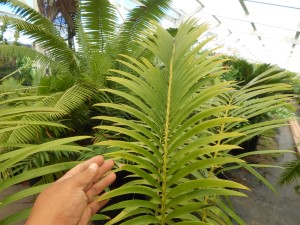 LEPIDOZAMIA HOPEI LEPIDOZAMIA SPECIES WITH WIDER LEAFLETS