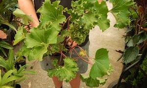 FARFUGIUM JAPONICUM “SHISHI BOTAN” THE RUFFLED LIGULARIA