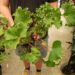 FARFUGIUM JAPONICUM “SHISHI BOTAN” THE RUFFLED LIGULARIA