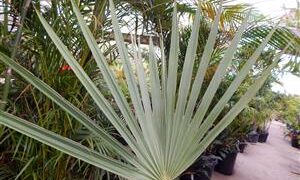 LIVISTONA LANUGINOSA THE CAPE RIVER LIVISTONA –THE WOOLY LIVISTONA