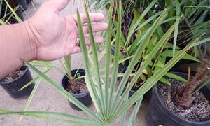 LIVISTONA LANGINOSA THE WOOLY LIVISTONA