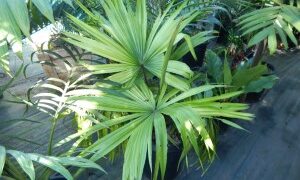 LIVISTONA SARIBUS LARGE, DARK & HOOKED SPINES