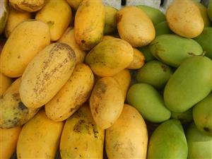 MANGO TREE – MANGIFERA INDICA A SUPER DESIRABLE TROPICAL FRUIT THAT DOES MAKE EDIBLE FRUIT IN SOUTHERN CALIFORNIA
