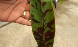 MUSA SUMATRANA ZEBRINA A NON-FRUITING BANANA ORNAMENTAL BANANA
