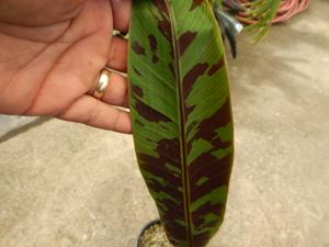 MUSA SUMATRANA ZEBRINA A NON-FRUITING BANANA ORNAMENTAL BANANA