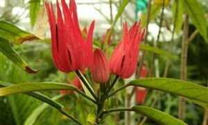 PAVONIA MULTIFLORA BRAZILIAN CANDLES -SMALL SIZED TREE FOR SHADE RED BLOSSOMS IN SHADE!