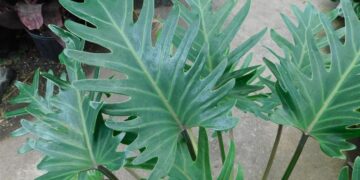 PHILODENDRON XANADU EXOTIC COMPANION PLANT