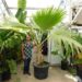 PRITCHARDIA SPECIES OLD AND HUGE 15G PLANTS