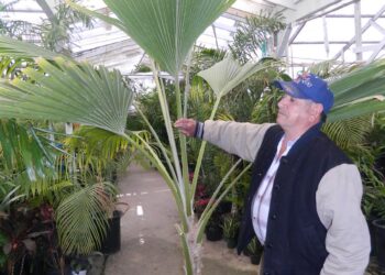 PRITCHARDIA SPECIES OLD AND HUGE 15G PLANTS