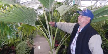 PRITCHARDIA SPECIES OLD AND HUGE 15G PLANTS