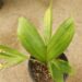 PTYCHOSPERMA ELEGANS THE SOLITAIRE PALM – NATIVE TO AUSTRALIA