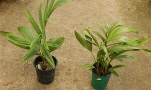 PTYCHOSPERMA SALOMONENSE QUICK GROWING, CROWN SHAFTED