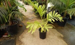 PTYCHOSPERMA SALOMONENSE QUICK GROWING, CROWN SHAFTED