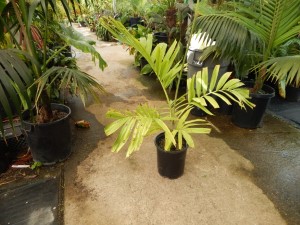 PTYCHOSPERMA SALOMONENSE QUICK GROWING, CROWN SHAFTED