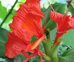 HEDYCHIUM GREENEII LUSH TROPICAL LANDSCAPE PLANT WITH RED FLOWERS