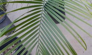 RAVENEA GLAUCA A SUPER DESIRABLE MADAGASCAR PALM