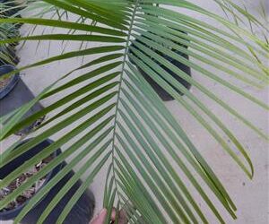 RAVENEA GLAUCA A SUPER DESIRABLE MADAGASCAR PALM