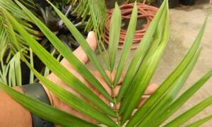 RAVENEA SAMBIRANENSIS RARE SINGLE TRUNK PALM FROM MADAGASCAR