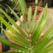 RAVENEA SAMBIRANENSIS RARE SINGLE TRUNK PALM FROM MADAGASCAR