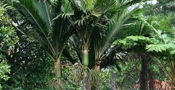 RHOPALOSTYLIS BAUERI NORFOLK ISLAND PALM