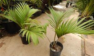 RHOPALOSTYLIS CHEESEMANII BEAUTIFUL GREEN CROWN SHAFTED PALM