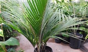 RHOPALOSTYLIS SAPIDA THE NIKAU PALM