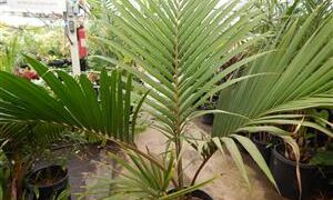 RHOPALOSTYLIS HYBRID SAPIDA X BAUERI