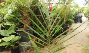 ROYSTONEA OLERACEA THE SOUTH AMERICAN ROYAL PALM