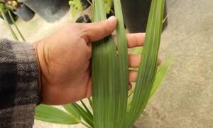 SABAL MINOR THE DWARF PALMETTO